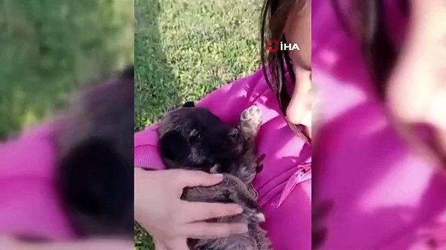 Sivas'ta yürek ısıtan görüntüler...İnek otlatırken buldukları yavru köpeği ninni ile uyuttular