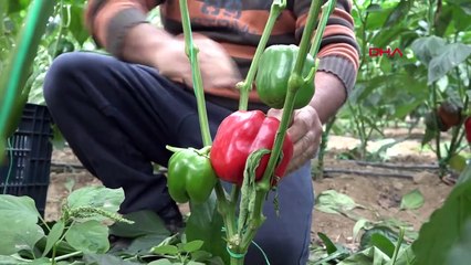 Örtüaltı Üretiminde Fiyatlar Düşüşe Geçti