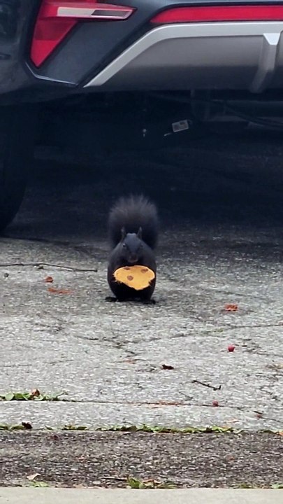 Squirrel Nibbles On Cookie