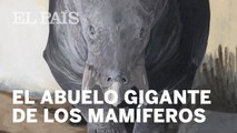 El abuelo gigante de los mamíferos