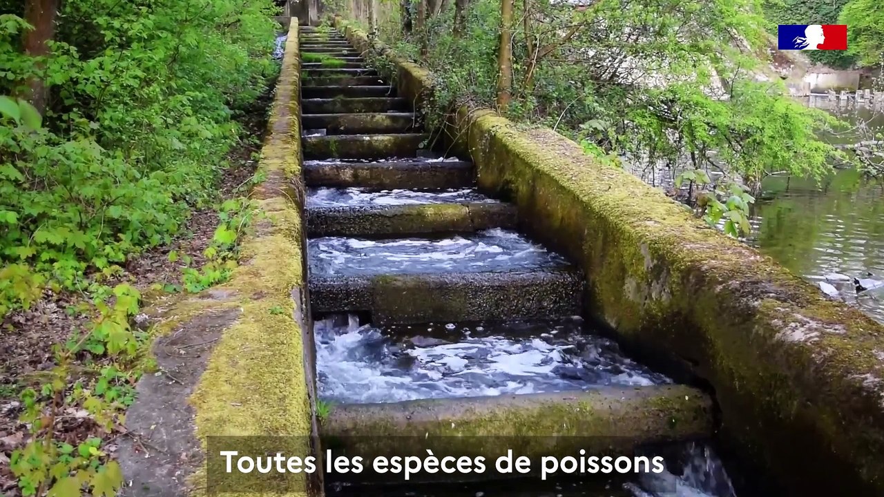 Le Vrai / Faux de la continuité écologique des cours d'eau