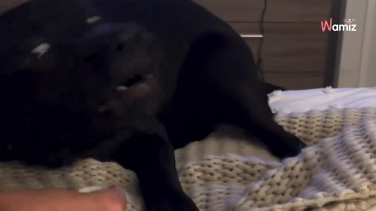 Ce chien boit de l’eau pétillante pour la 1ère fois : sa réaction est magique (Vidéo)