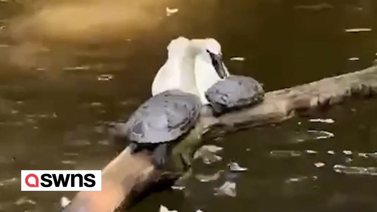 Schildkröten von bösartigem Schwan vom Baumstamm ins Wasser gestoßen