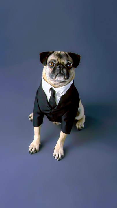 pourquoi les chiens ont cette réaction quand tu mets ce son ?