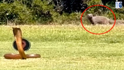 Terrifying Video- A Huge Cobra Flees from a Mongoose on the Golf Course and Jumps Over an Obstacle