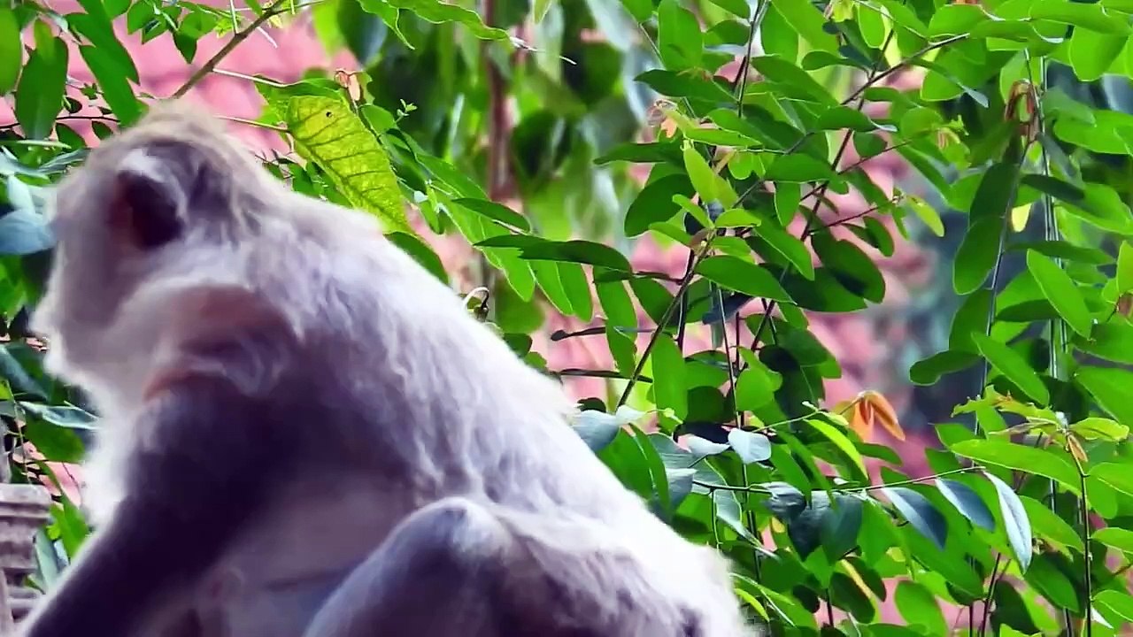 Barry Mom Scaring By Cameramen and Call Baby Ride On Cutie Longtail