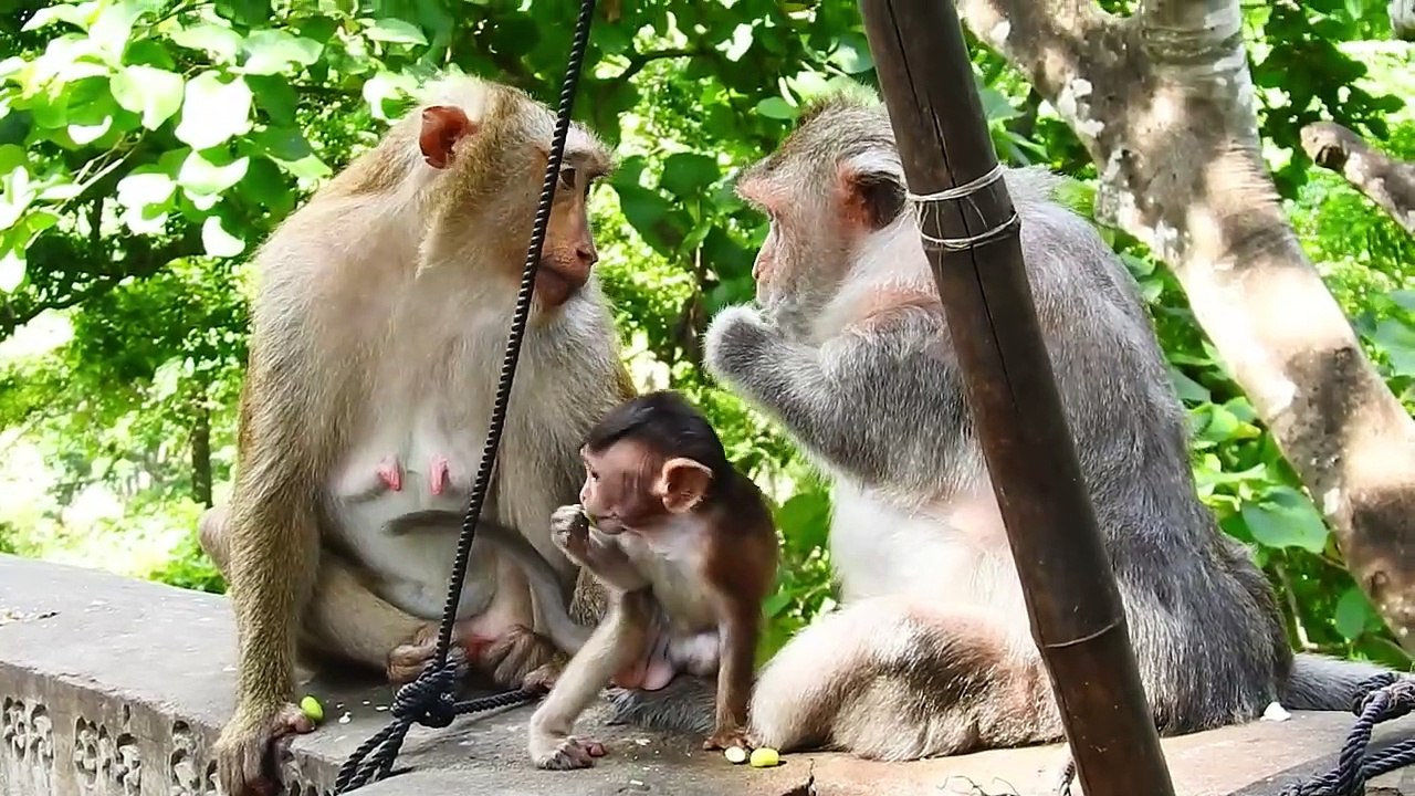 Be Careful, Strong Barry Mom Put Bella Baby on the Longtail Sliding down from the stone wall