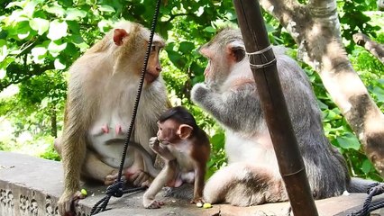 Be Careful, Strong Barry Mom Put Bella Baby on the Longtail Sliding down from the stone wall