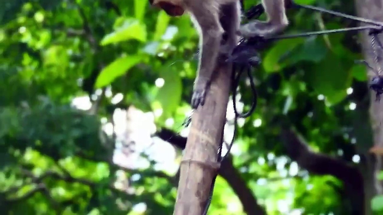 Bean Brother Monkey Hug Bella Baby On High Rope Carefully