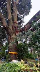 Storm Debi's Wrath: Emergency tree felling ensues as Lancaster home takes hit from fallen giant