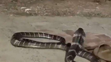 విజయనగరం జిల్లా: 12 అడుగుల కింగ్ కోబ్రా హల్ చల్