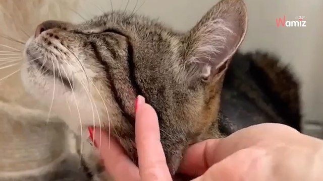 Les maîtres de ce chat sont partis en EHPAD il y a plusieurs mois, et il ne comprend pas ce qu'il fait au refuge