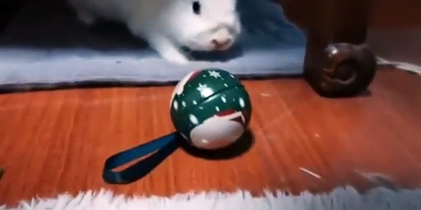 We Cant Keep Our Hands Off Of The Neighbor - S20:E8