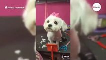 Groomer starts trimming dog: Minutes later, she starts screaming