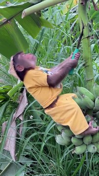 cutis sells bananas in market @cutis @babymonkeycutis @shortsvideo_Full-HD