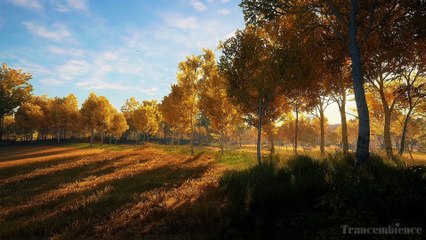 Forest Sunset: Calm and Serene Ambiance for Relaxing Evenings