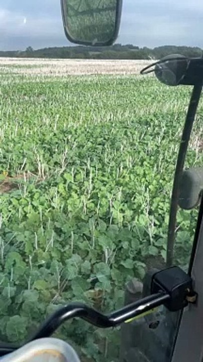 Destruction couvert de colza avant semis de blé tendre_2023