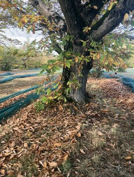 8 De la lavande à la châtaigne, découvrez Les saveurs du Puits Saint-Martin à Sault