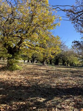 9 De la lavande à la châtaigne, découvrez Les saveurs du Puits Saint-Martin à Sault