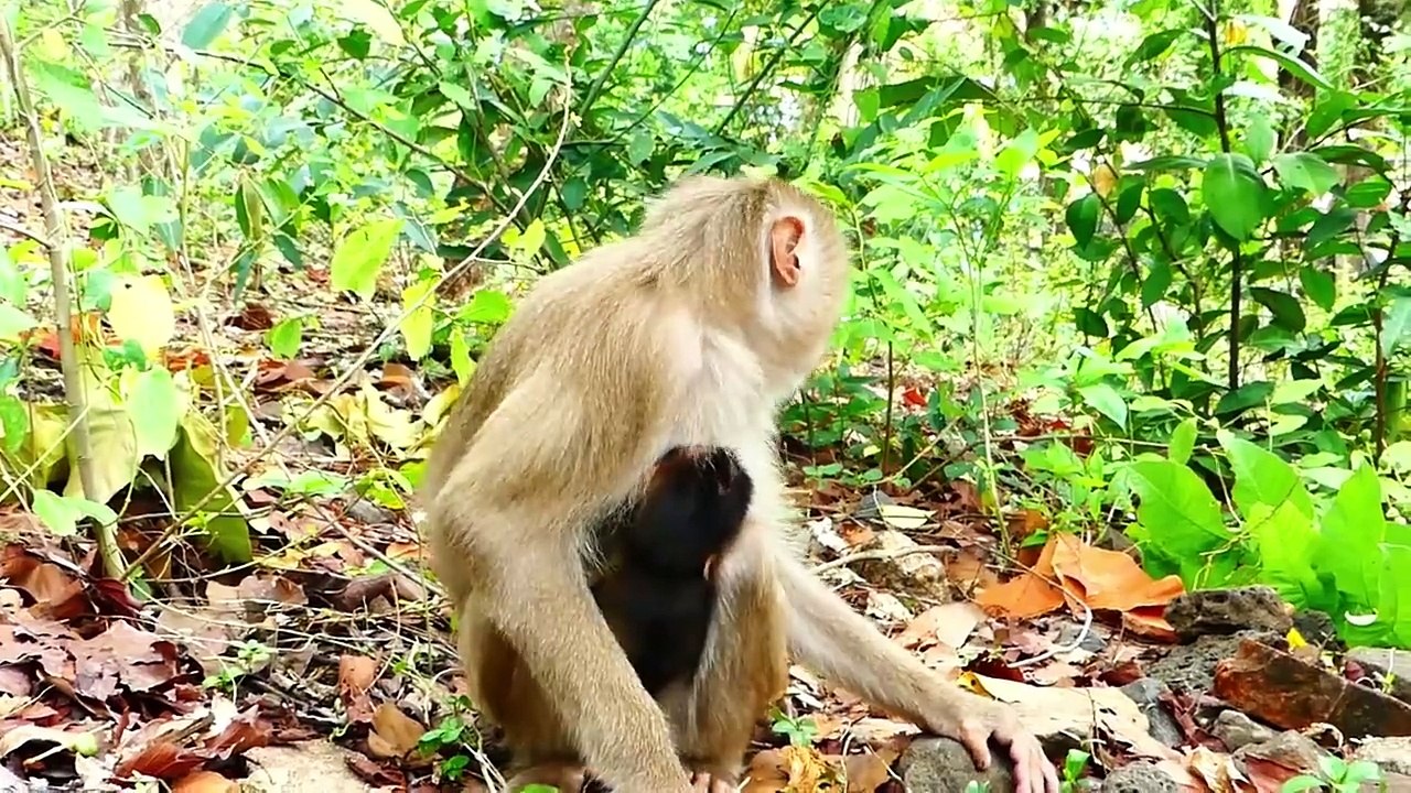 Because Of Heavy, Baby Sada Tries To Move From Mother Sabe Sitting On