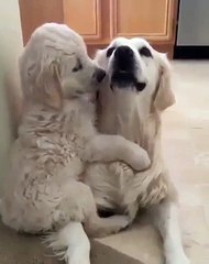 dogs kissing each other