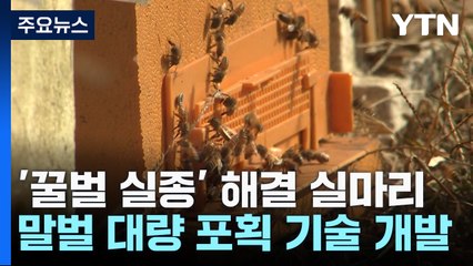 '꿀벌 실종 원인' 등검은말벌 대량 포획 길 열려 / YTN