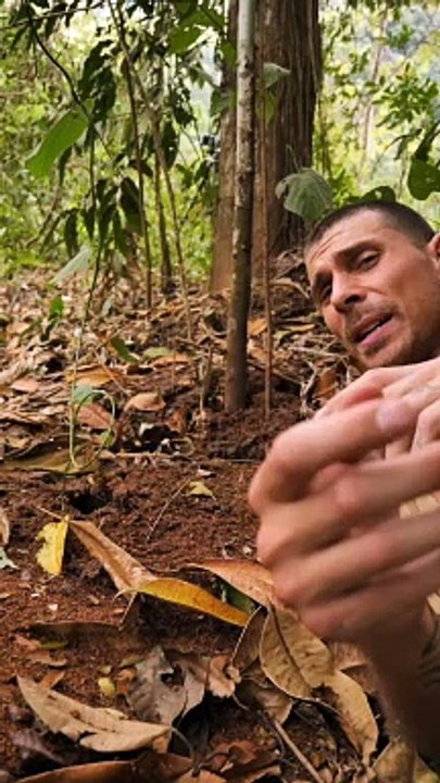 POV : T'es une fourmi et tu dois cultiver un champignon, comment tu fais ?