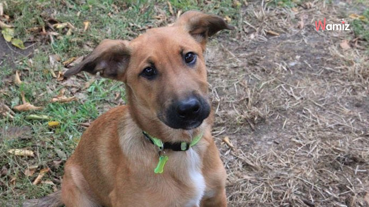 À 4 mois, cette petite chienne vit déjà ses premières déceptions avec des adoptants qui se désistent : qui va enfin s'engager ?