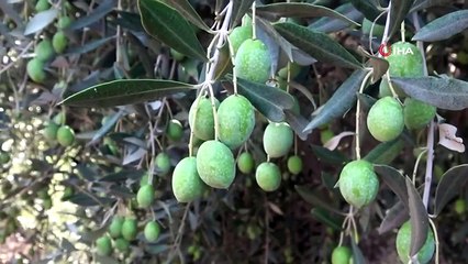 Zeytinyağında kıtlık sezonu! Litre fiyatı 600 TL'ye çıkabilir
