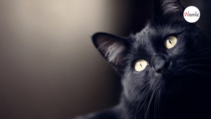 下载视频: 10 motivi per amare il gatto nero per il Black Cat Day e tutti gli altri giorni!