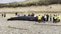 Fin whale stranding, Fistral beach, Scott Marsden (1)