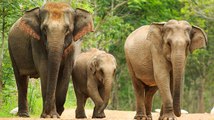 Los Elefantes Podrían Ser El Primer Animal En Llamarse Por Nombres