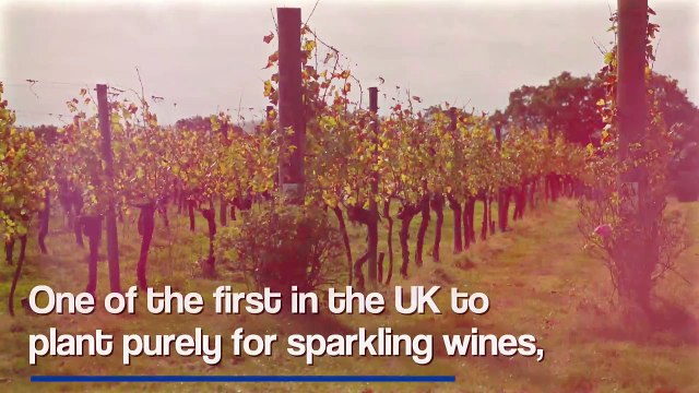 RidgevIew Winery 1920x1080-Generic MP4 - 16_9 - Embedding