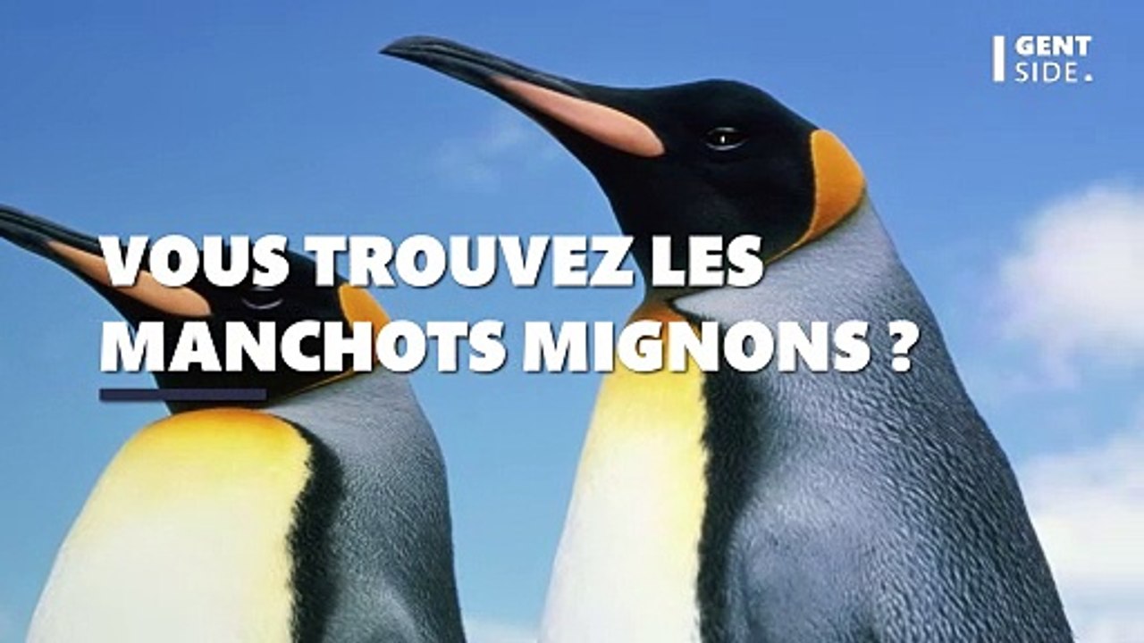 Vous trouvez les manchots mignons ? Cette photo va vous terrifier