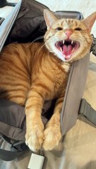 Cat Refuses to Be Left Behind