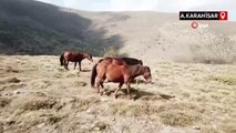 Yılkı atları dronlarla 4 mevsim görüntülendi