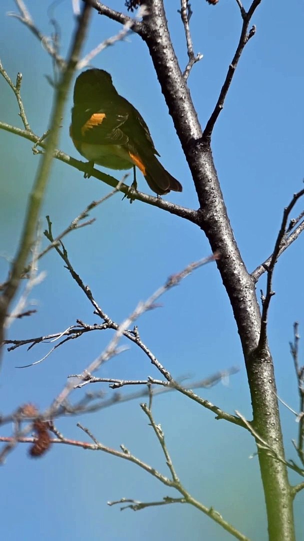 ⁣American redstart bird song #shorts