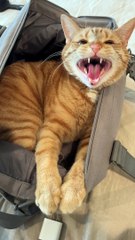 Cat Refuses to Be Left Behind