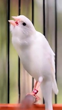 Canary Singing birds sounds at its best - Melodies Canary Bird song #bird #canary #shorts