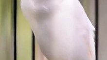 Canary Singing birds sounds at its best - Melodies Canary Bird song #bird #canary #shorts