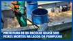 Prefeitura de BH recolhe quase 500 peixes mortos na Lagoa da Pampulha