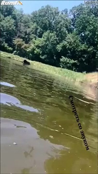 Il veut filmer un plongeon mais ne s'attendait pas à ça
