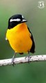 Relaxing Sounds - Birds Singing - Stress Relief - Chirping Birds - Peaceful Nature Sounds - Focus
