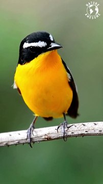 Relaxing Sounds - Birds Singing - Stress Relief - Chirping Birds - Peaceful Nature Sounds - Focus