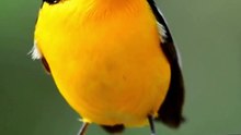 Relaxing Sounds - Birds Singing - Stress Relief - Chirping Birds - Peaceful Nature Sounds - Focus