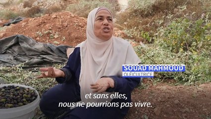 En Cisjordanie occupée, les colons menacent la récolte des olives