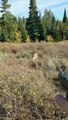 Mountain Lion stalks elk hunter in Idaho. Saved by Glock27 warning shots.