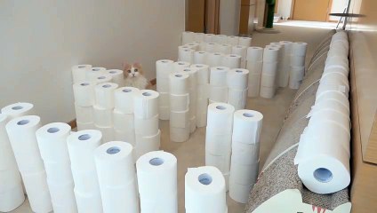 Cats vs Toilet Paper Maze | Kittisaurus