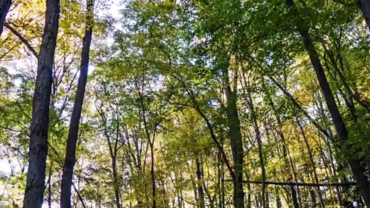 Morning Meditation - Relaxing sounds of nature