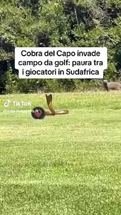 Cobra sorprende al ingresar furiosa a un campo de golf: "Cobra Kai"